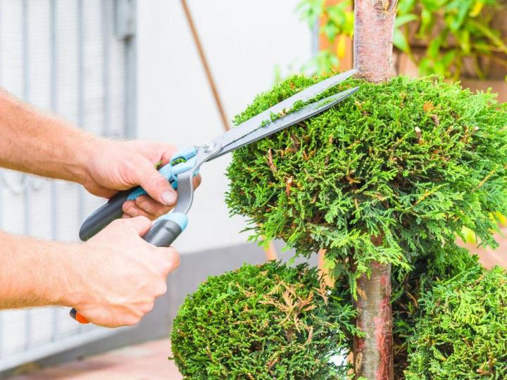 Nous réalisons les tâches relatives aux soins des arbres.