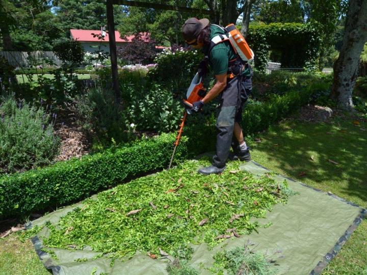 Nous intervenons pour tailler et entretenir vos haies.